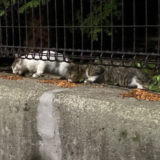 LтĂ