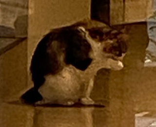 �����邭�炢