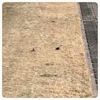 �����ς�����